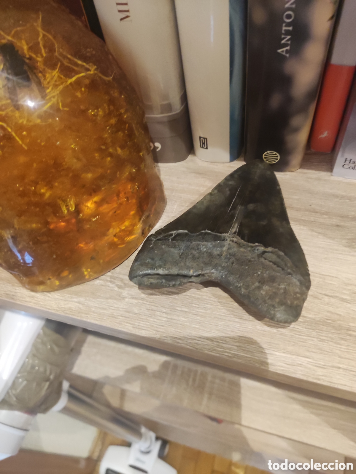 Antig&uuml;edades: Diente de megalodon fosil - Foto 2