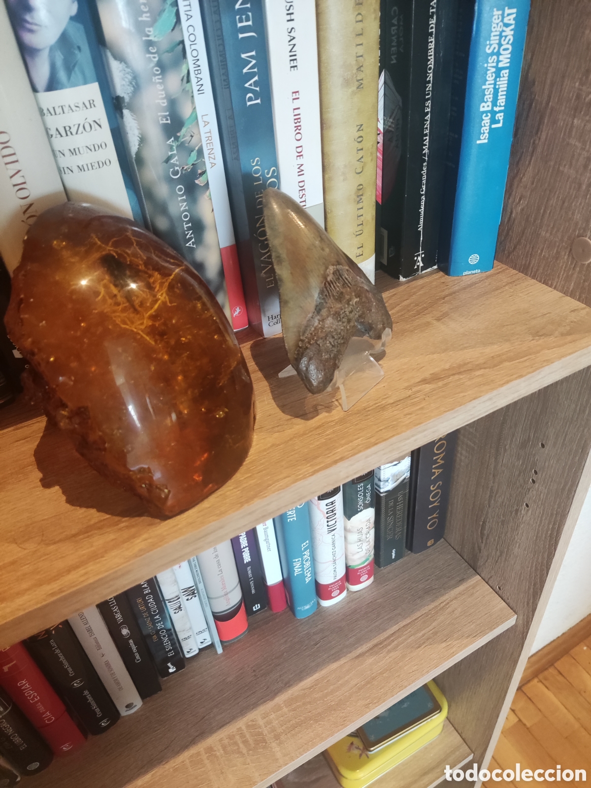 Antig&uuml;edades: Diente de megalodon fosil - Foto 3