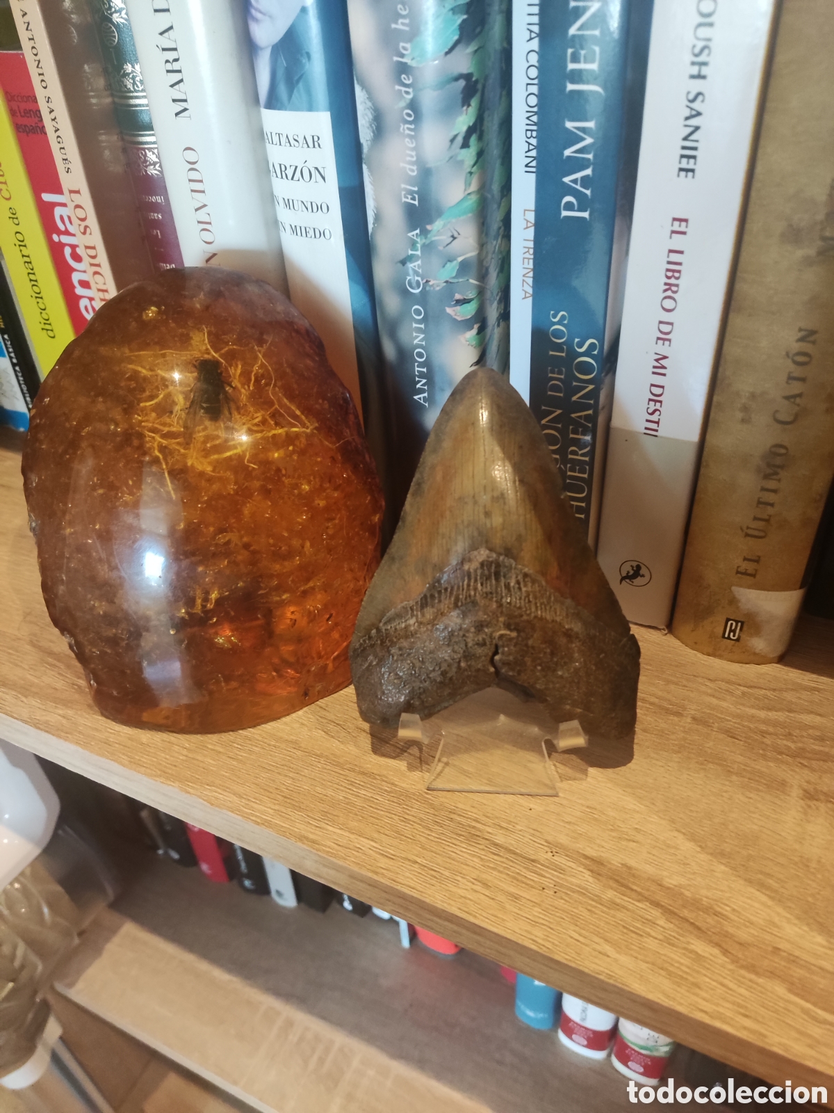 Antig&uuml;edades: Diente de megalodon fosil - Foto 1