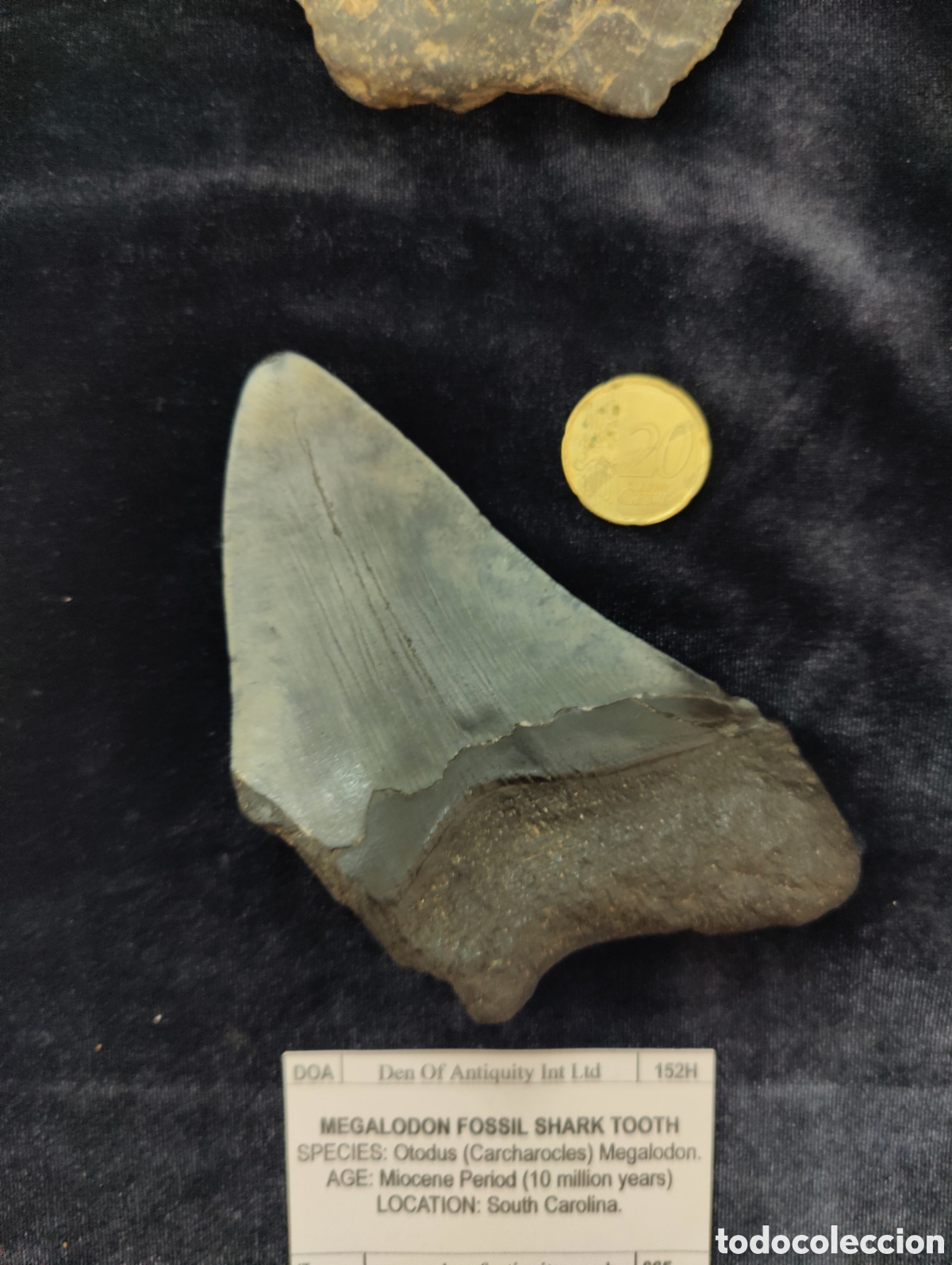 Antig&uuml;edades: Diente f&oacute;sil Megalodon - Foto 2