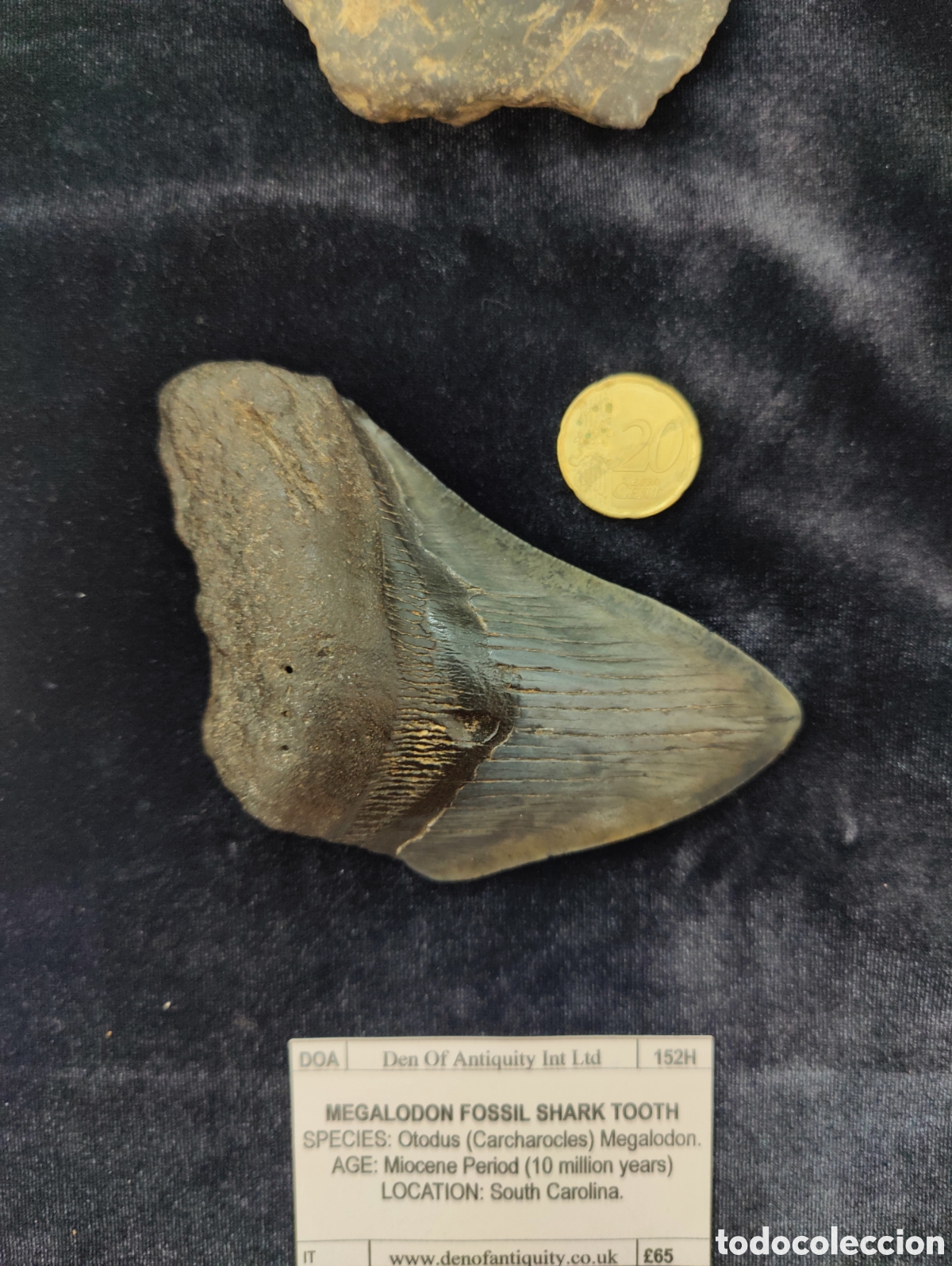 Antig&uuml;edades: Diente f&oacute;sil Megalodon - Foto 1