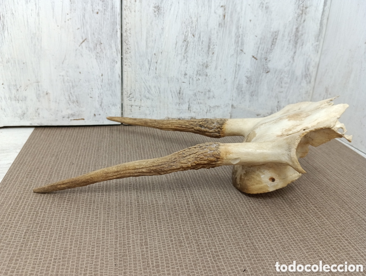 Antig&uuml;edades: CUERNOS VENADO TROFEO CAZA. - Foto 7