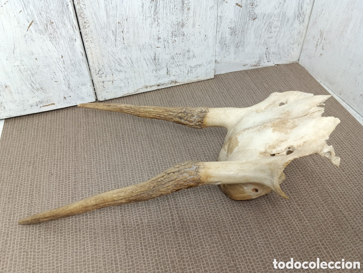 Antig&uuml;edades: CUERNOS VENADO TROFEO CAZA. - Foto 8