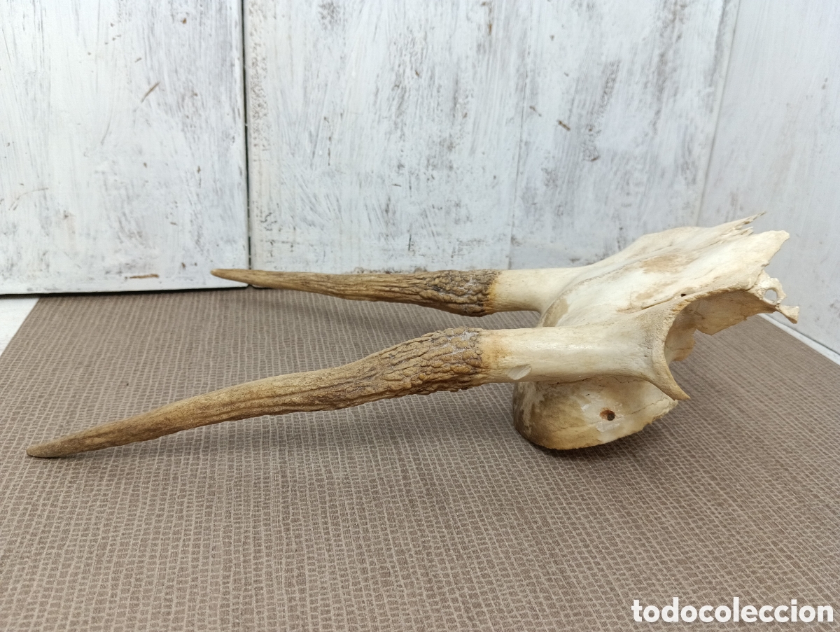 Antig&uuml;edades: CUERNOS VENADO TROFEO CAZA. - Foto 9