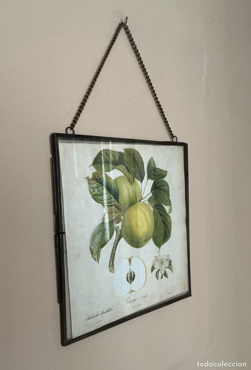 Antig&uuml;edades: Lamina de manzanas y marco de cristal. - Foto 1