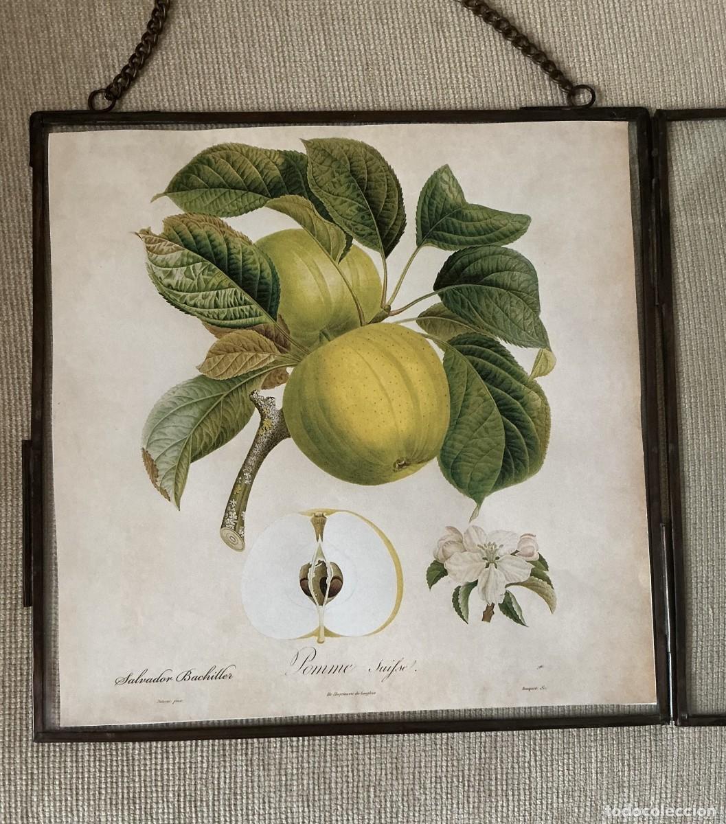 Antig&uuml;edades: Lamina de manzanas y marco de cristal. - Foto 2