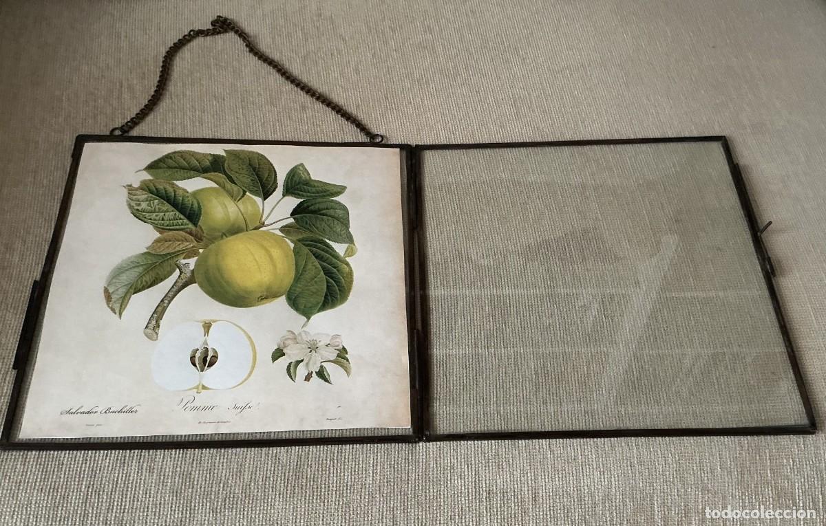 Antig&uuml;edades: Lamina de manzanas y marco de cristal. - Foto 3