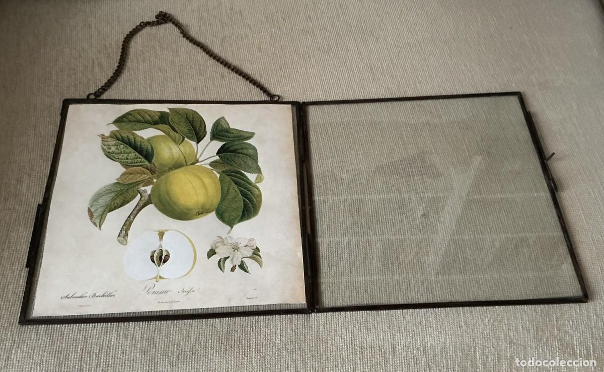 Antig&uuml;edades: Lamina de manzanas y marco de cristal. - Foto 4