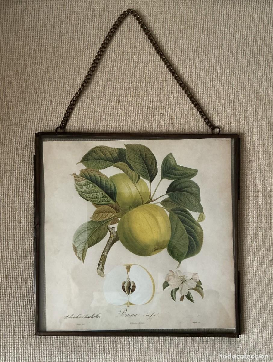 Antig&uuml;edades: Lamina de manzanas y marco de cristal. - Foto 7
