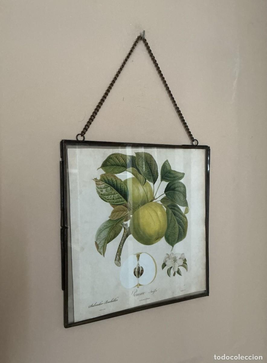 Antig&uuml;edades: Lamina de manzanas y marco de cristal. - Foto 8
