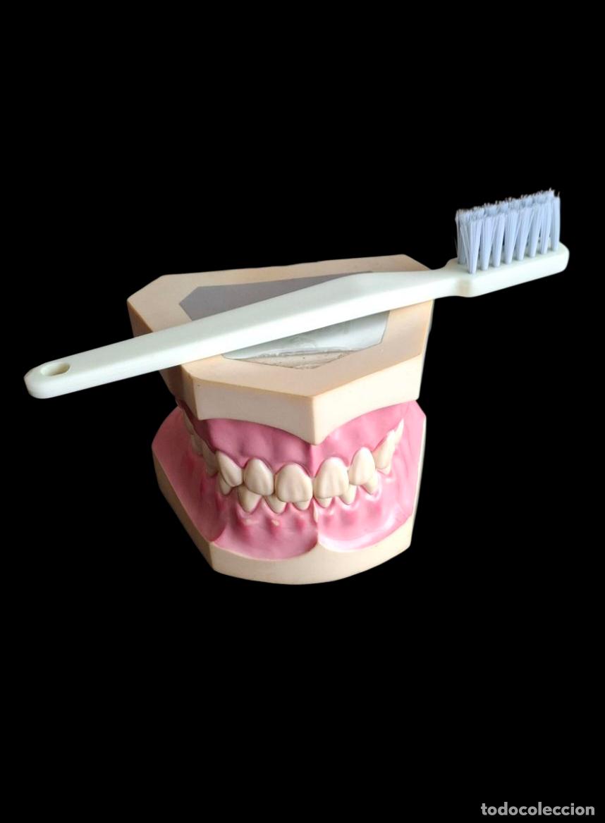 Antig&uuml;edades: (ANT-250602)MODELO DENTAL de alt&iacute;sima calidad del prestigioso fabricante Japon&eacute;s Kilgore y cepillo