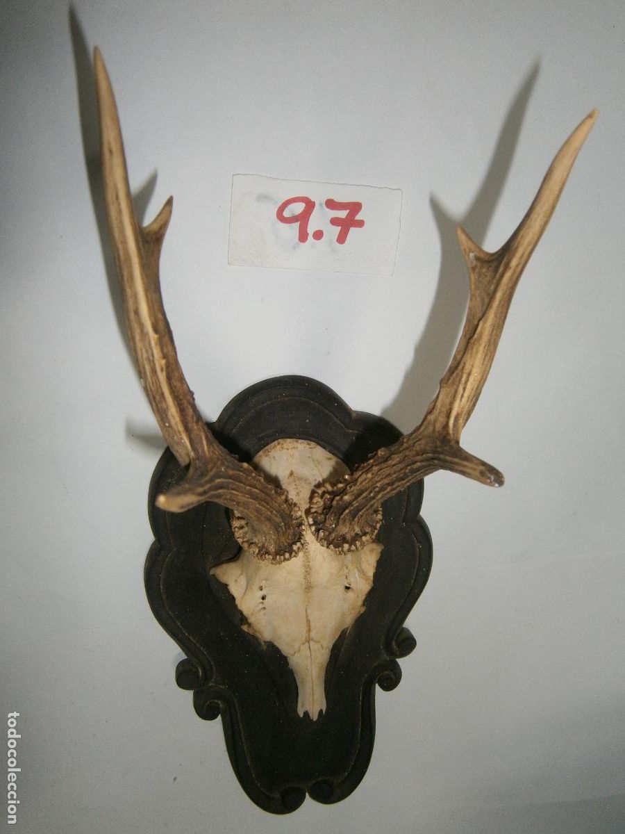 Antig&uuml;edades: ANTIGUA CORNAMENTA DE CIERVO - Foto 2