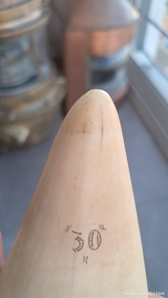 Antig&uuml;edades: Colmillo tallado cetaceo - Foto 5