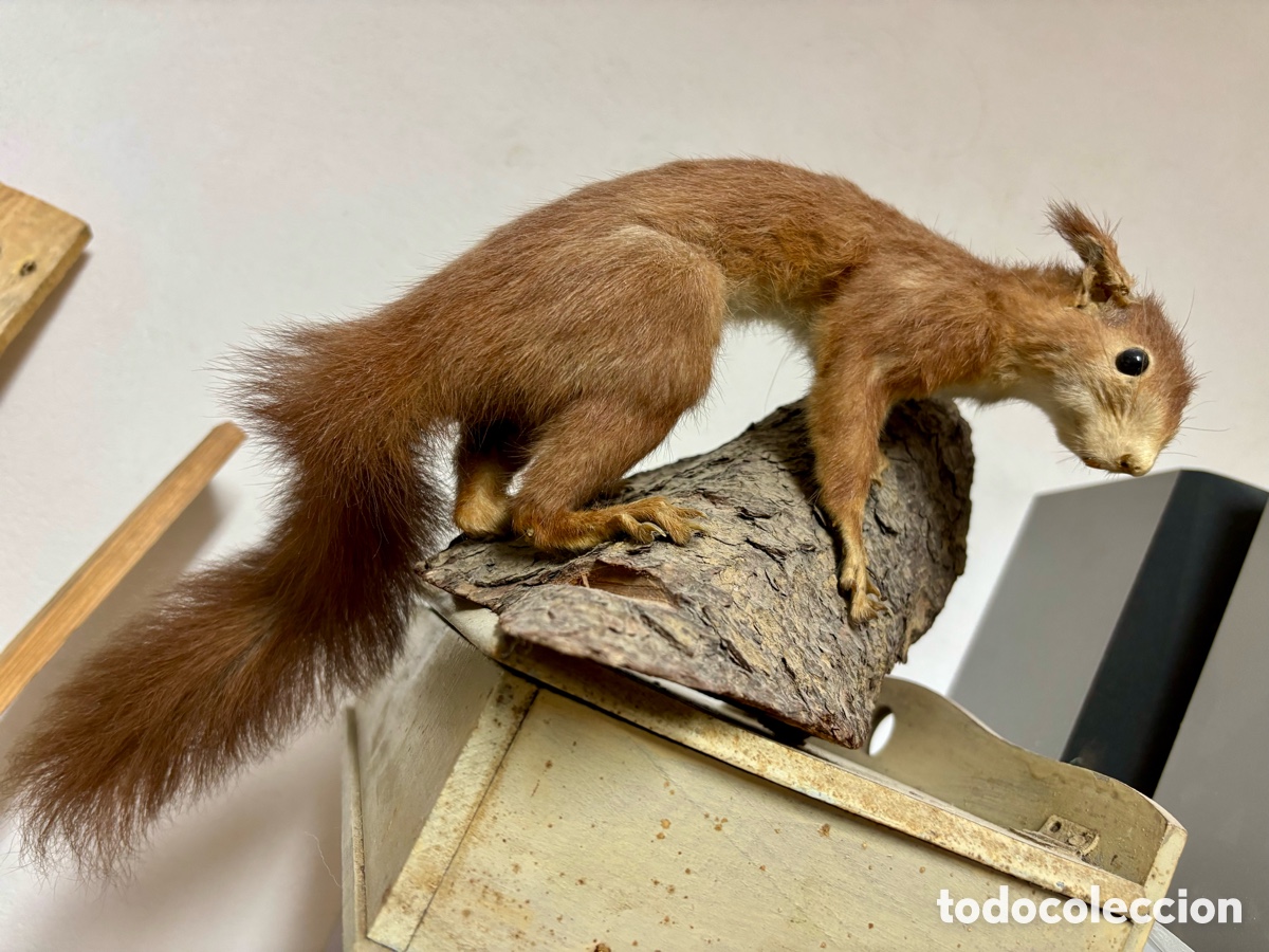 Antig&uuml;edades: Antigua ardilla, taxidermia hecha en Alemania - Foto 2