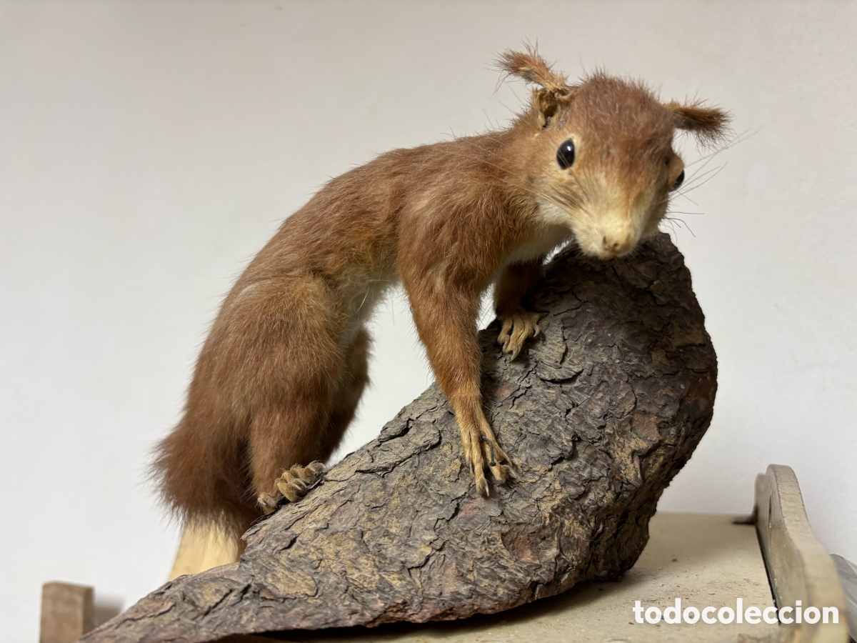 Antig&uuml;edades: Antigua ardilla, taxidermia hecha en Alemania - Foto 3