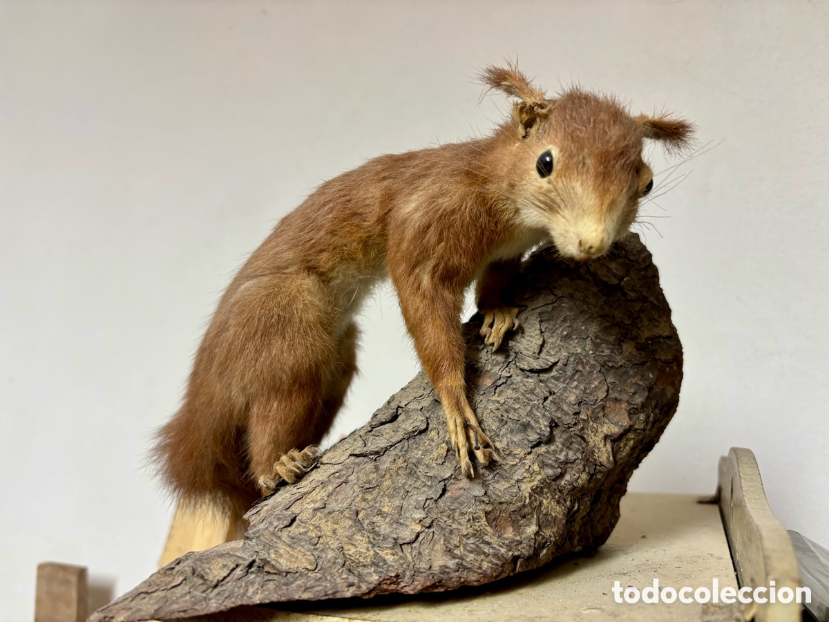 Antig&uuml;edades: Antigua ardilla, taxidermia hecha en Alemania - Foto 1