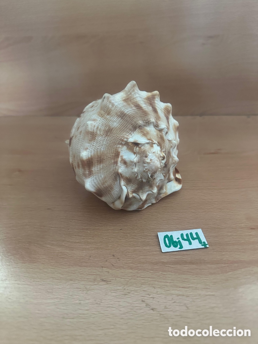 Antig&uuml;edades: Concha caracola original - Foto 1