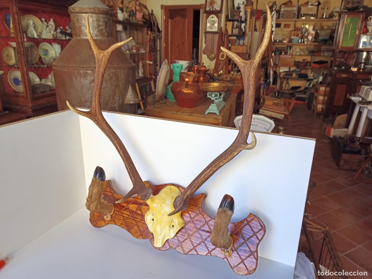Antig&uuml;edades: Perchero asta de ciervo - Foto 1