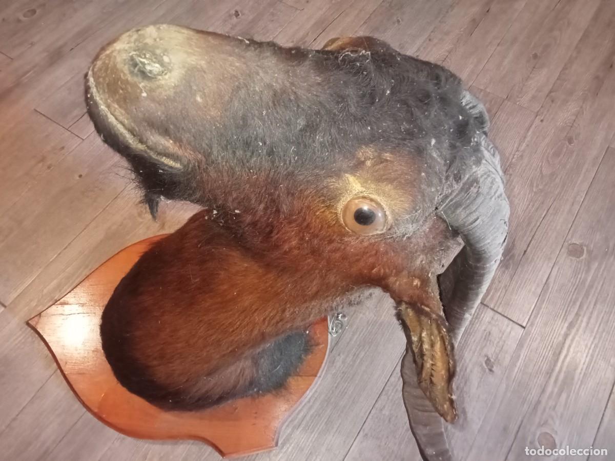 Antig&uuml;edades: Cabeza de cabra disecada - Foto 3