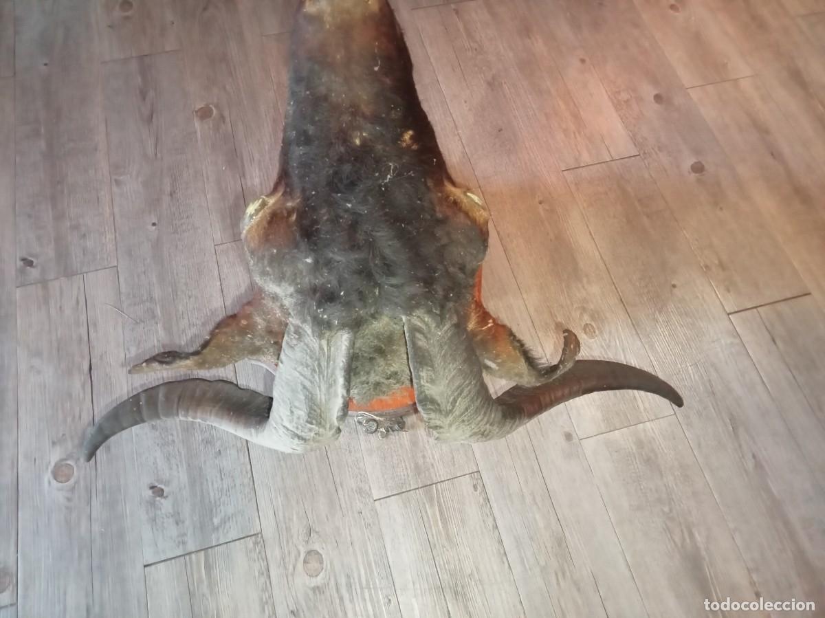 Antig&uuml;edades: Cabeza de cabra disecada - Foto 5