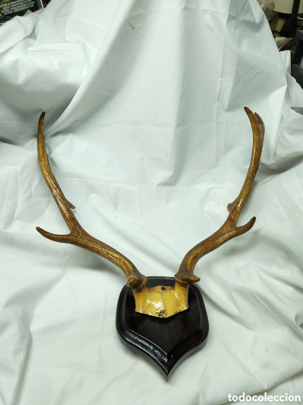 Antig&uuml;edades: CUERNA DE CIERVO O SIMILAR. TROFEO DE CAZA. - Foto 2