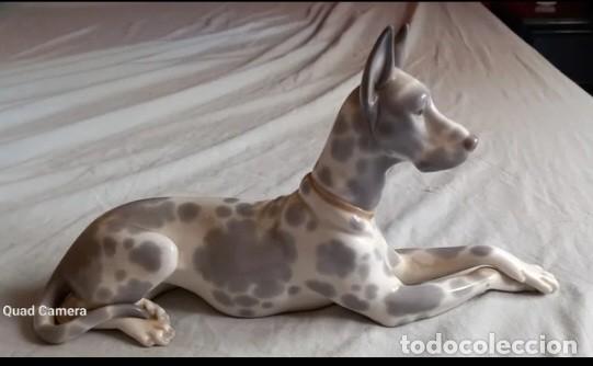Antig&uuml;edades: Figura Dogo Aleman de LLADR&Oacute; - Foto 1