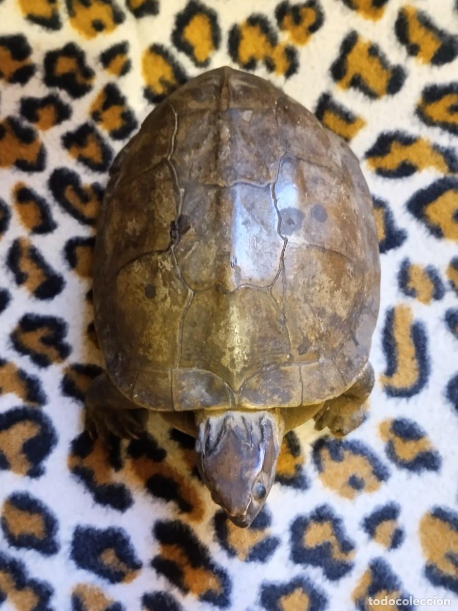 Antig&uuml;edades: ANTIGUA TORTUGA DE BOSQUE DISECADA - Foto 2