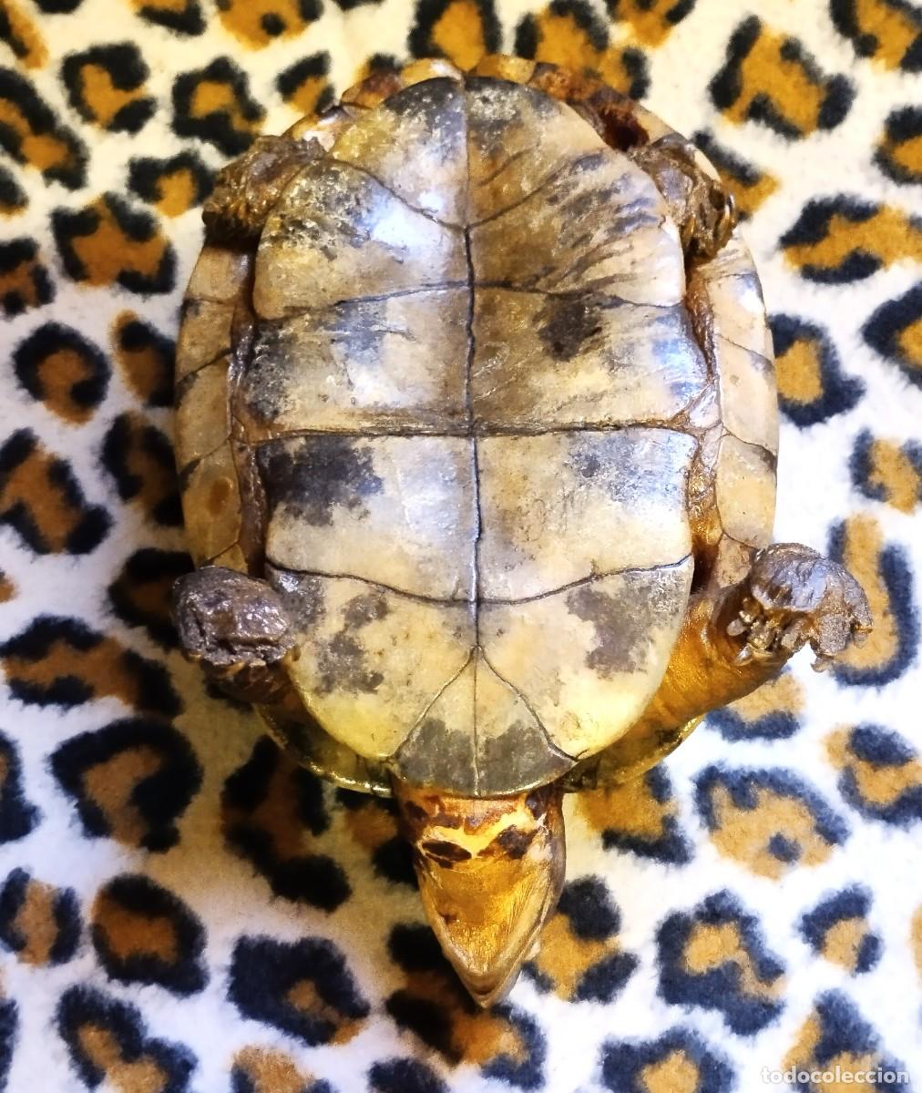 Antig&uuml;edades: ANTIGUA TORTUGA DE BOSQUE DISECADA - Foto 3