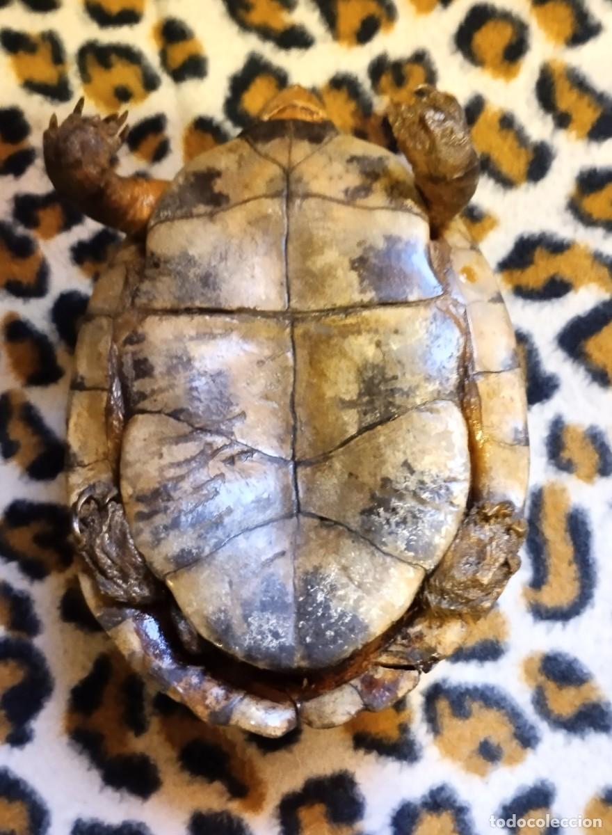 Antig&uuml;edades: ANTIGUA TORTUGA DE BOSQUE DISECADA - Foto 4