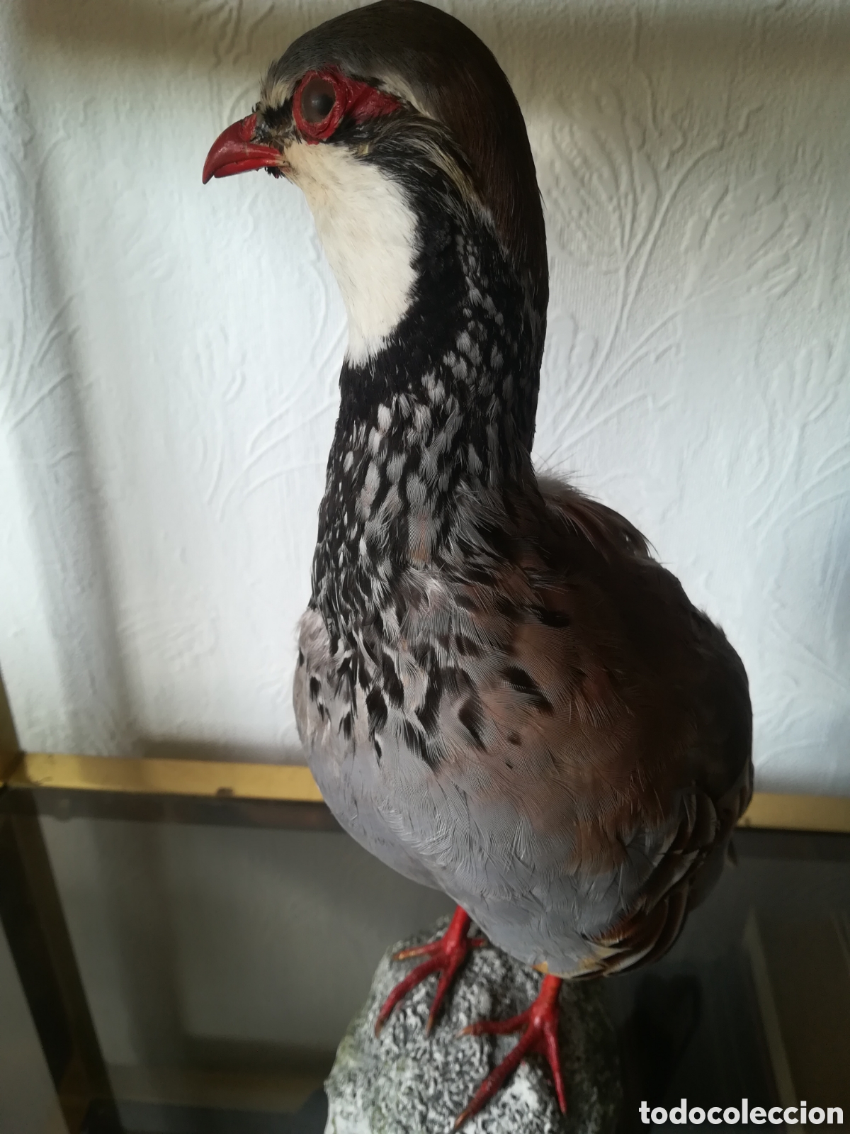 Antig&uuml;edades: Perdiz disecada, taxidermista - Foto 2