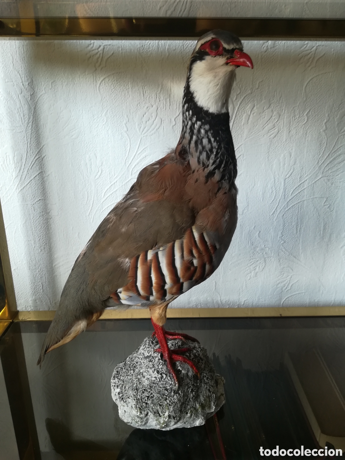 Antig&uuml;edades: Perdiz disecada, taxidermista - Foto 1