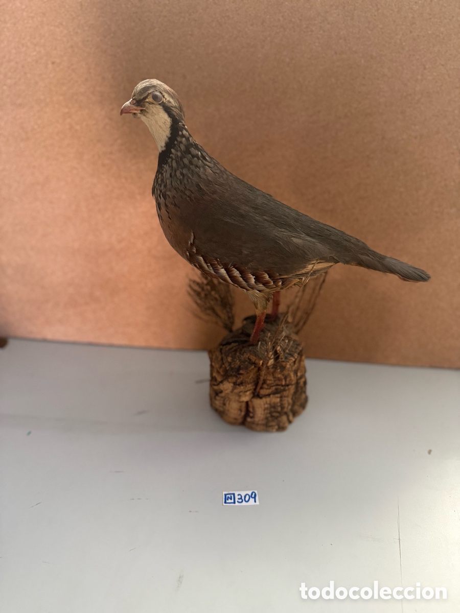 Antig&uuml;edades: Antigua perdiz roja, disecada - Foto 1