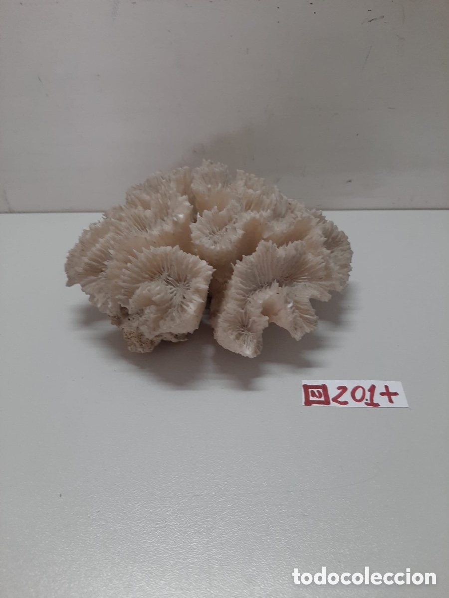Antig&uuml;edades: Coral original antiguo - Foto 1