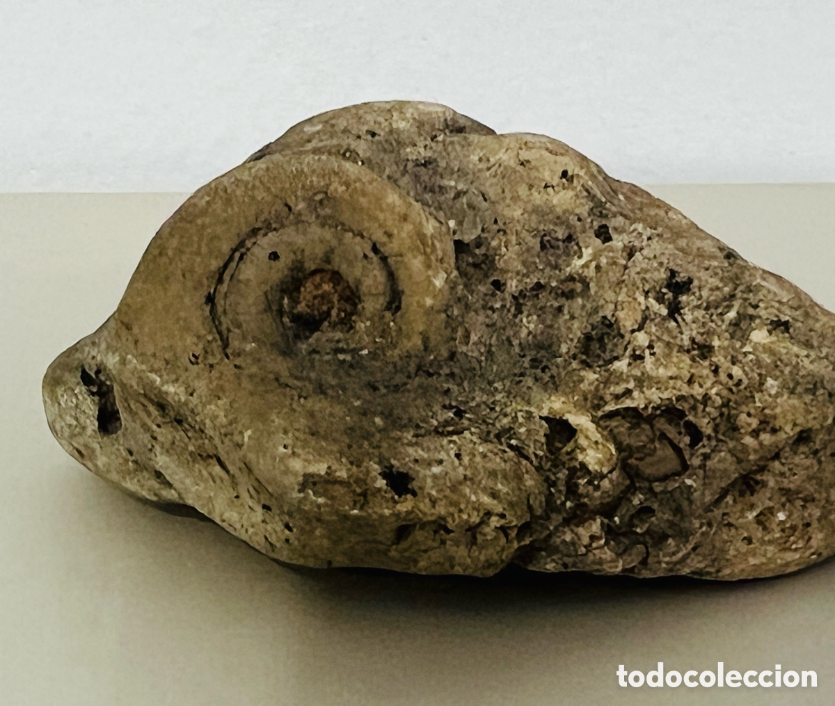 Antig&uuml;edades: Piedra f&oacute;sil aut&eacute;ntica (Caracol f&oacute;sil) Similar a la almeja