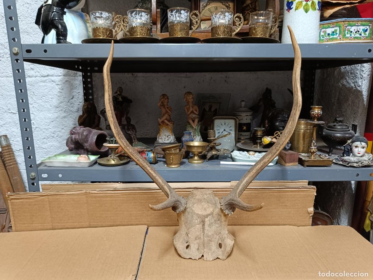 Antig&uuml;edades: ANTIGUO TROFEO DE CAZA, CORNAMENTA A IDENTIFICAR, CUERNOS - Foto 1