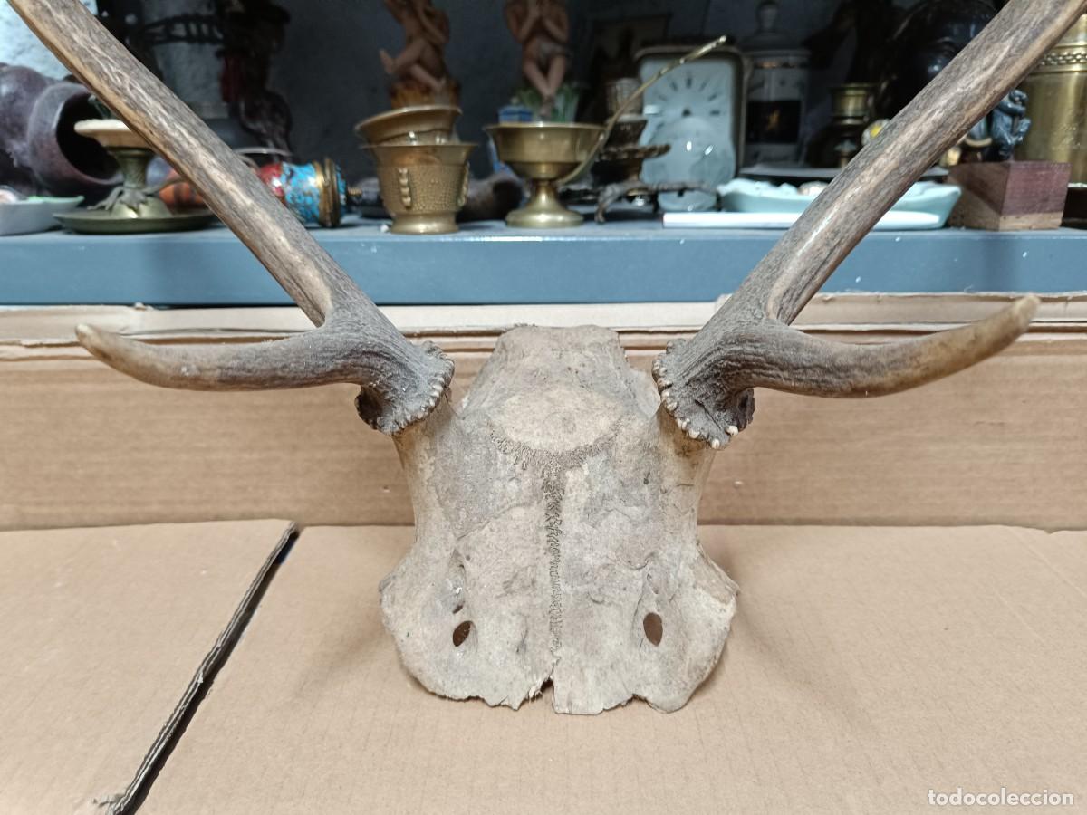 Antig&uuml;edades: ANTIGUO TROFEO DE CAZA, CORNAMENTA A IDENTIFICAR, CUERNOS - Foto 2