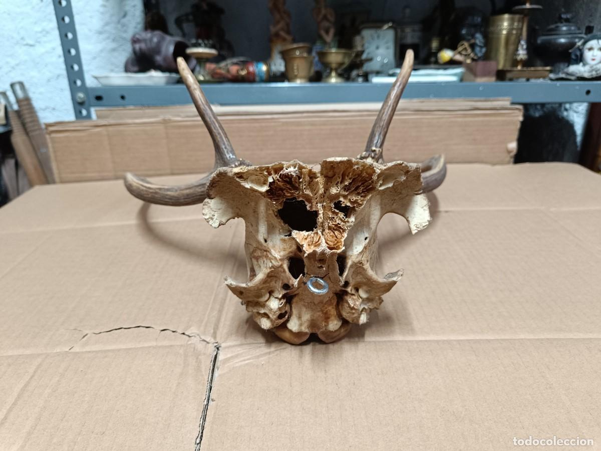 Antig&uuml;edades: ANTIGUO TROFEO DE CAZA, CORNAMENTA A IDENTIFICAR, CUERNOS - Foto 6