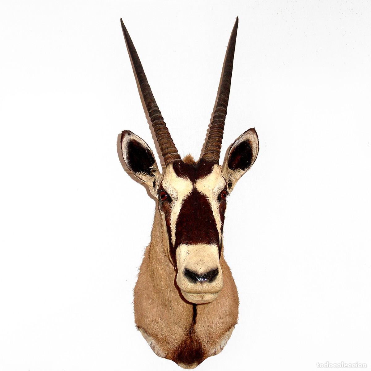 Antiquit&eacute;s: TROFEO DE CAZA-ORYX-ANTILOPE AFRICANO-115 X 66 X 34-CUERNOS DESMONTABLES (74) CM-TAXIDERMIA-CACERIA