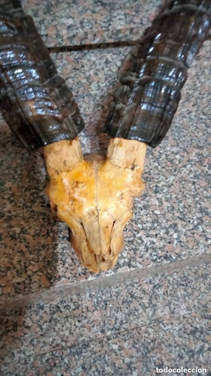 Antig&uuml;edades: TAXIDERMIA- MACHO MONTES - Foto 2