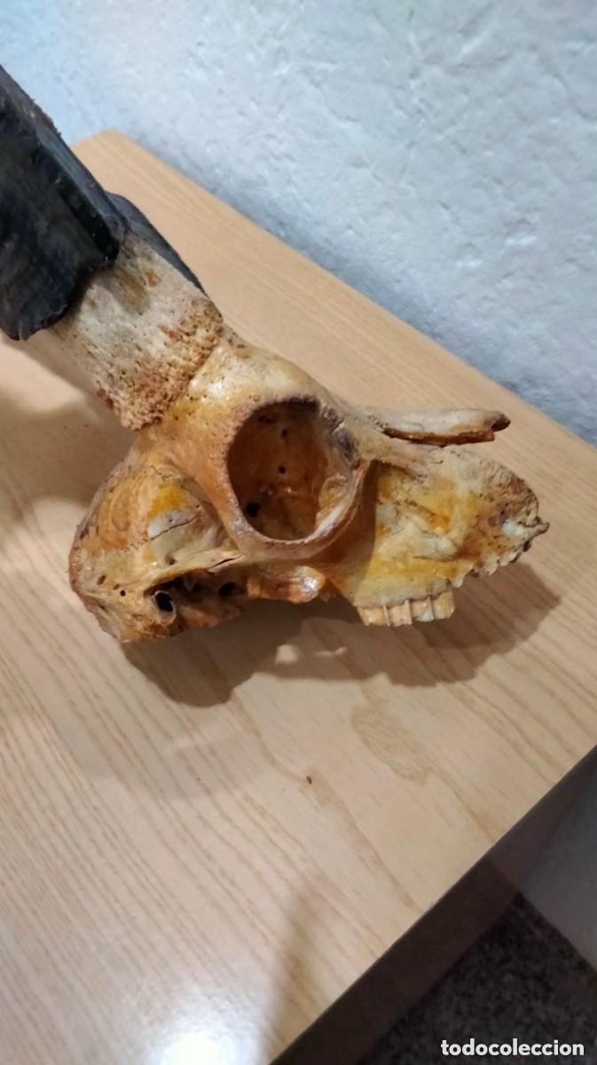 Antig&uuml;edades: TAXIDERMIA- MACHO MONTES - Foto 5
