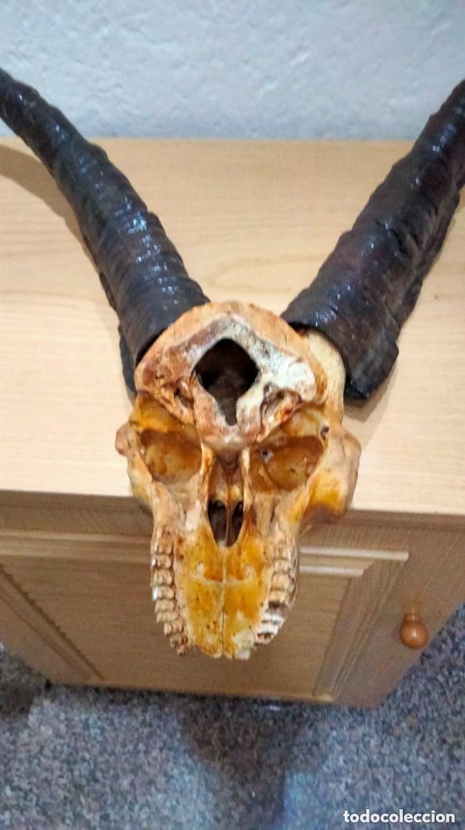 Antig&uuml;edades: TAXIDERMIA- MACHO MONTES - Foto 6