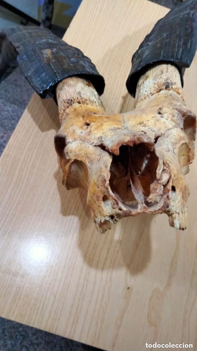 Antig&uuml;edades: TAXIDERMIA- MACHO MONTES - Foto 7