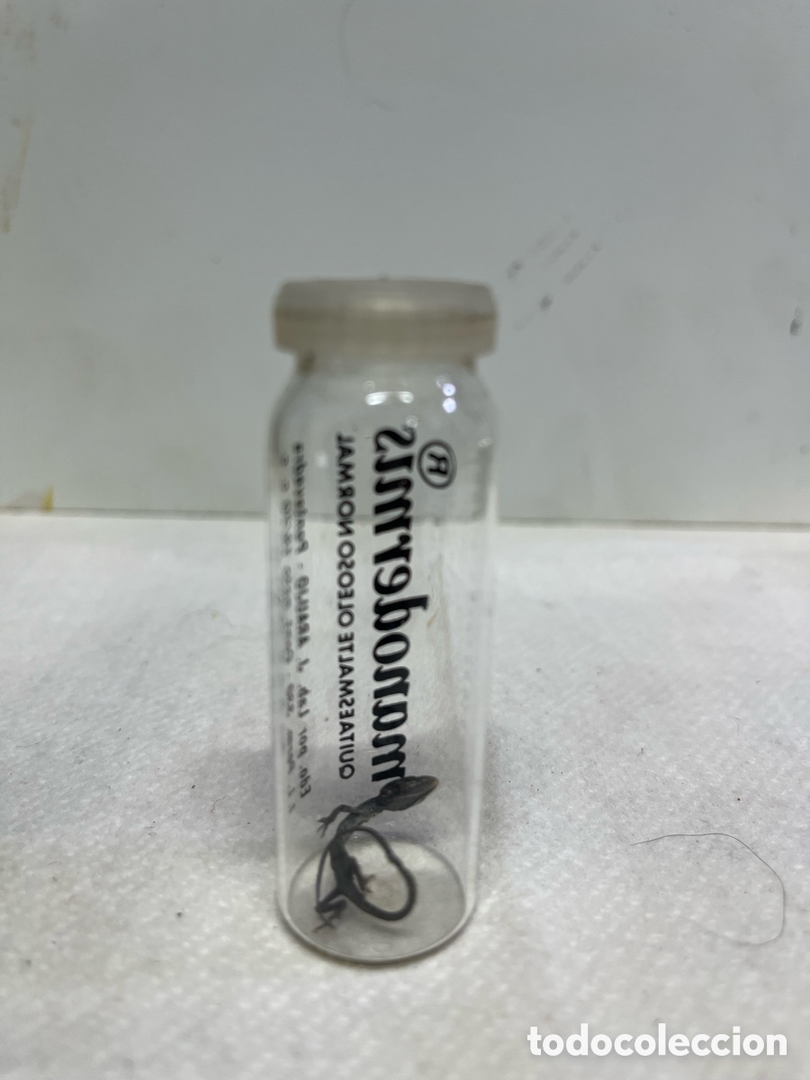 Antiquit&auml;ten: Antiguo frasco con animal disecado