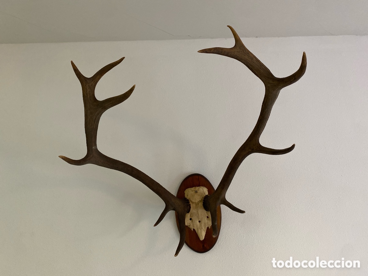 Antig&uuml;edades: Cornamenta de ciervo antigua - Foto 1