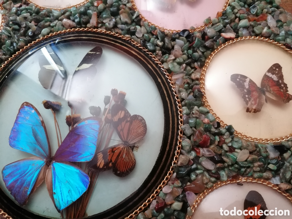 Antig&uuml;edades: Antiguo cuadro con mariposas disecadas - Foto 3