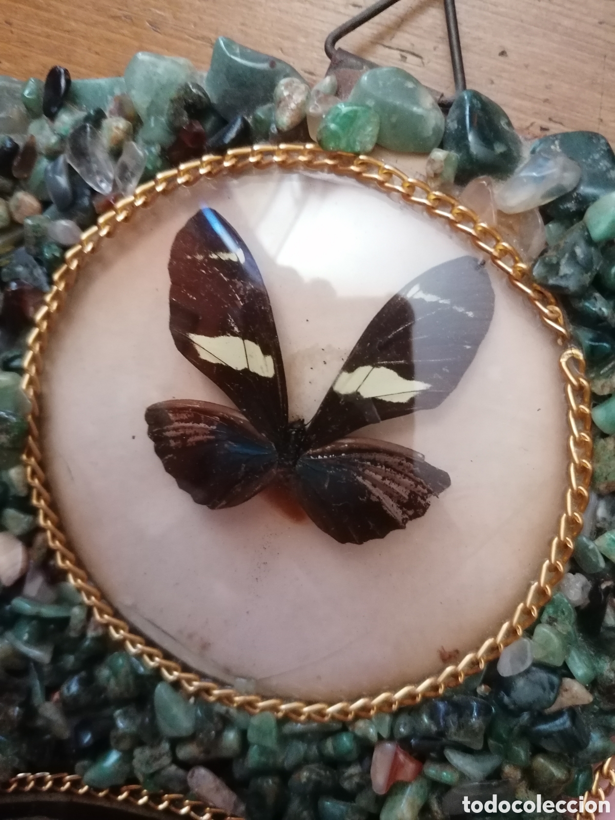Antig&uuml;edades: Antiguo cuadro con mariposas disecadas - Foto 4