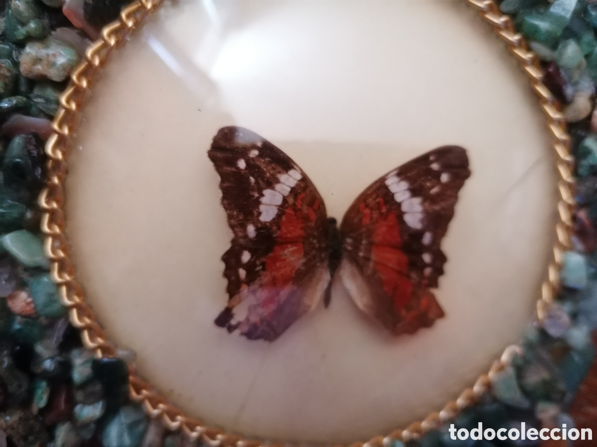 Antig&uuml;edades: Antiguo cuadro con mariposas disecadas - Foto 5
