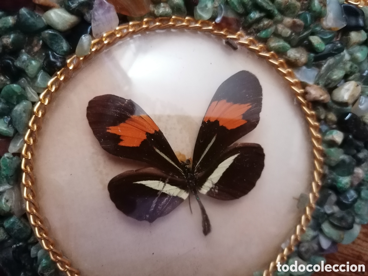 Antig&uuml;edades: Antiguo cuadro con mariposas disecadas - Foto 6