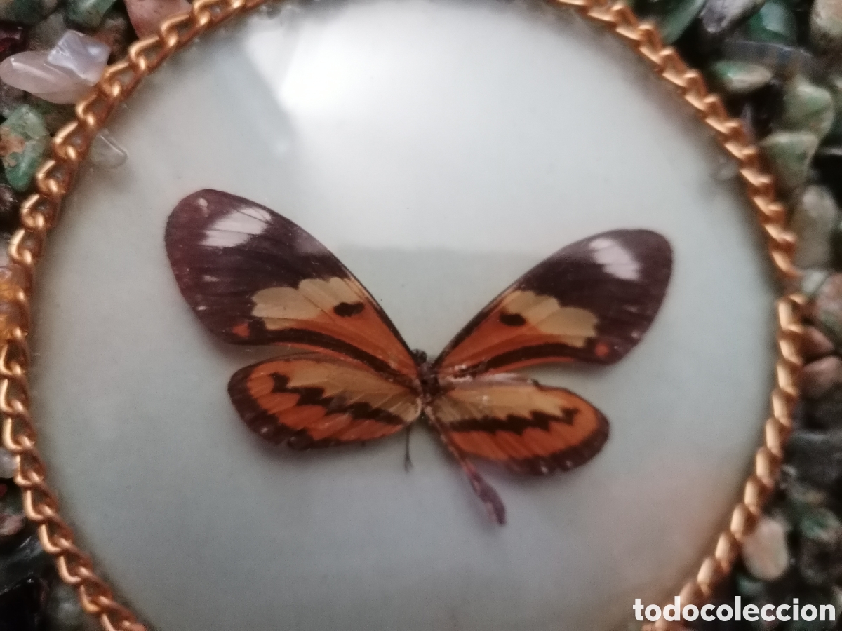 Antig&uuml;edades: Antiguo cuadro con mariposas disecadas - Foto 7