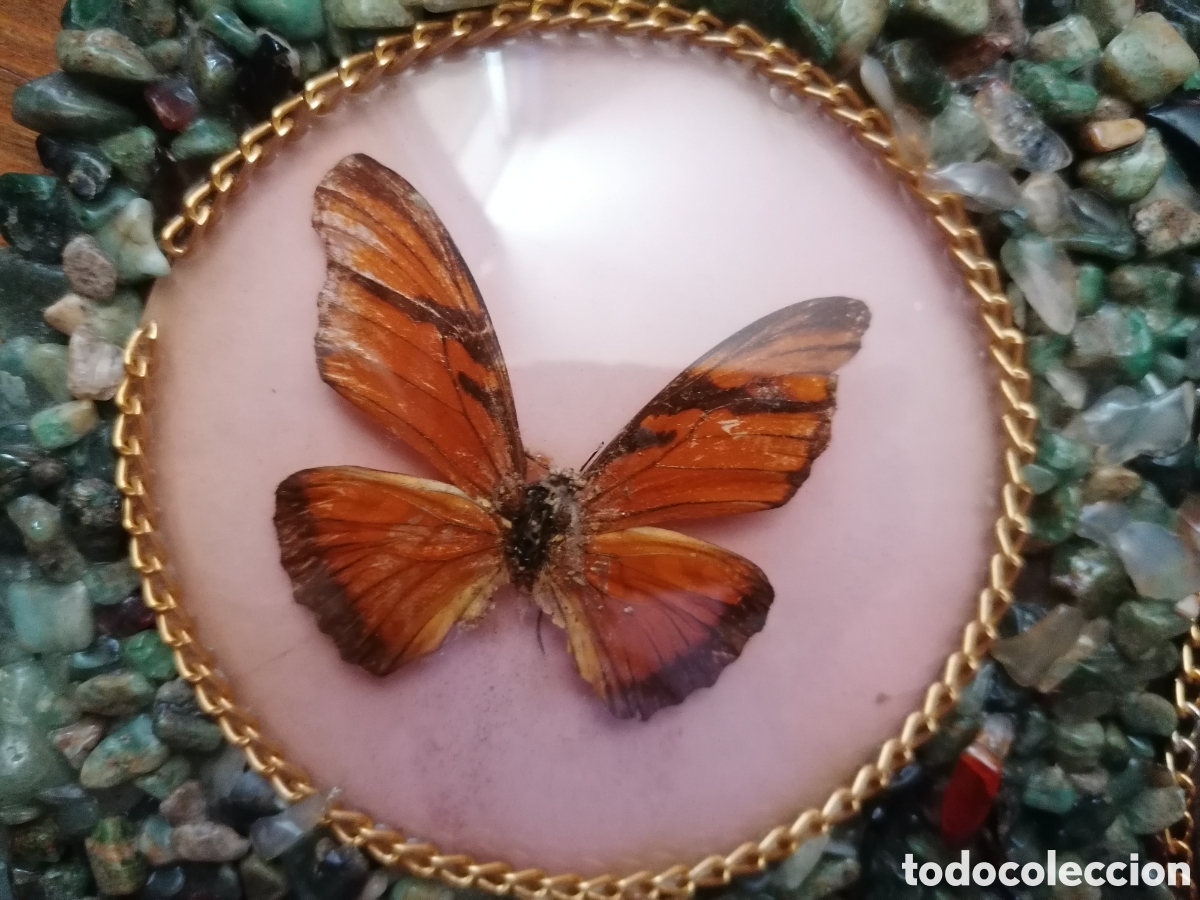 Antig&uuml;edades: Antiguo cuadro con mariposas disecadas - Foto 8